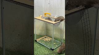Best Mouse Trap Idea/Good Rat Trap Plastic Bottle #Rat #Rattrap #Mousetrap #Mousetrap2022