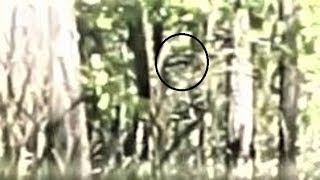 Faces in the trees