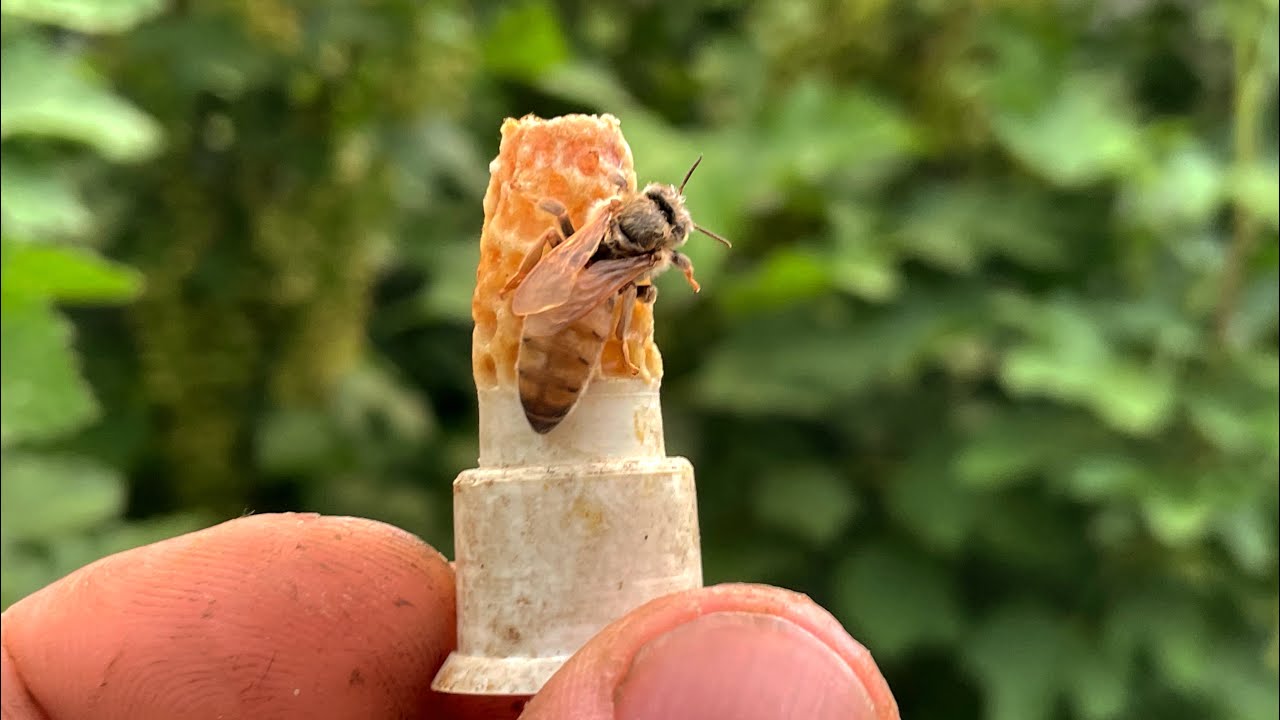 Wychów Matek Pszczelich .cz.3.metodą starter finisher.