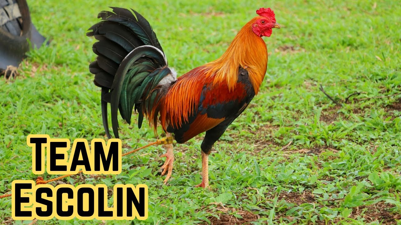 Team Escolin | IGF 2022 - Poultry Expo