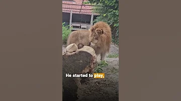 Simba S Incredible Transformation 