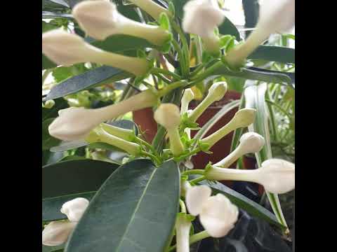 Video: Stephanotis Flowers - Info over de Stephanotis Flower kamerplant