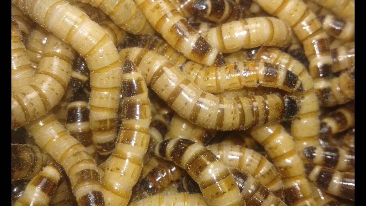 الفرق بين الميل ورم والسوبر ورم والBSF مع01284434190 كرم النجار