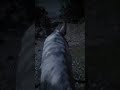 RDR2 Bear attack and key thumbeling :D