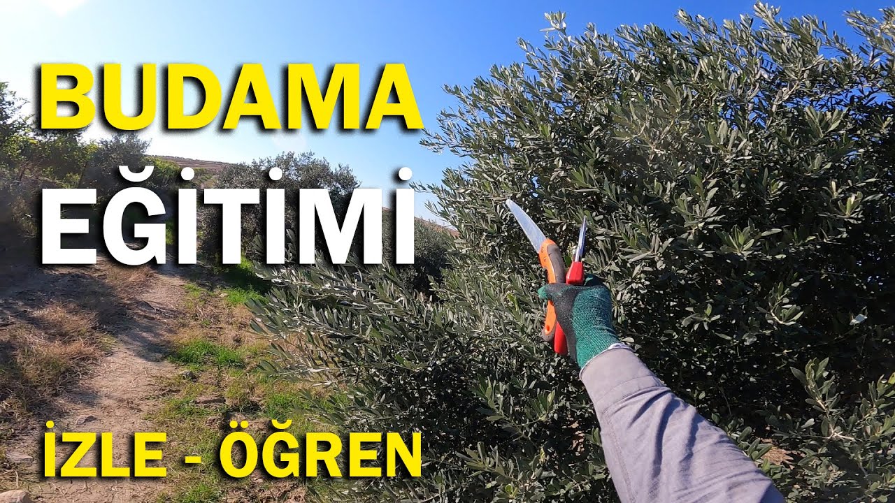 Tüm Ayrıntılarıyla Zeytin Budama Eğitimi