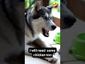 Siberian Husky Is Not Happy & Demands to Have More Food! Husky Is Always Hungry Funny Dog Videos😂😍