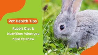 Rabbit Diet & Nutrition What You Need To Know