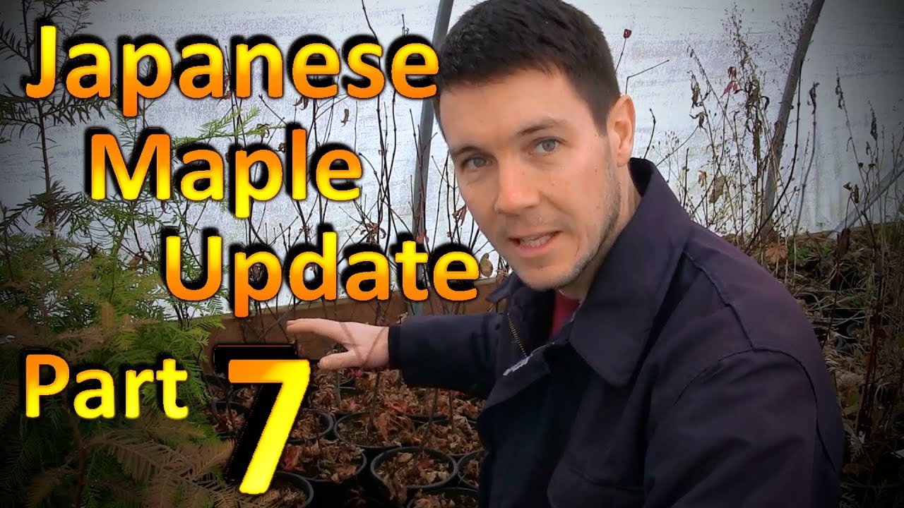 How to Easily Germinate Japanese Maple Seeds (Part 7) Two Years Since