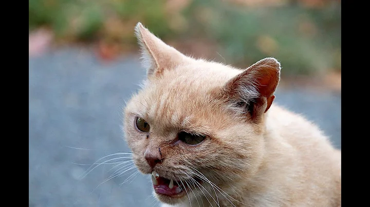 Watch the video about Cat Sounds to Attract Cats Angry | Cat Noises To Make Cats Go Crazy | Angry Cat Meowing