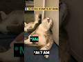 POV: Every Morning Before School Be Like😭⏰#cat #catshorts #funny #cute