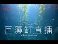 🔴 Live【2026 海生館巨藻缸直播】NMMBA Kelp Forest Tank Live Cam | 台湾・ジャイアントケルプ水槽ライブ配信