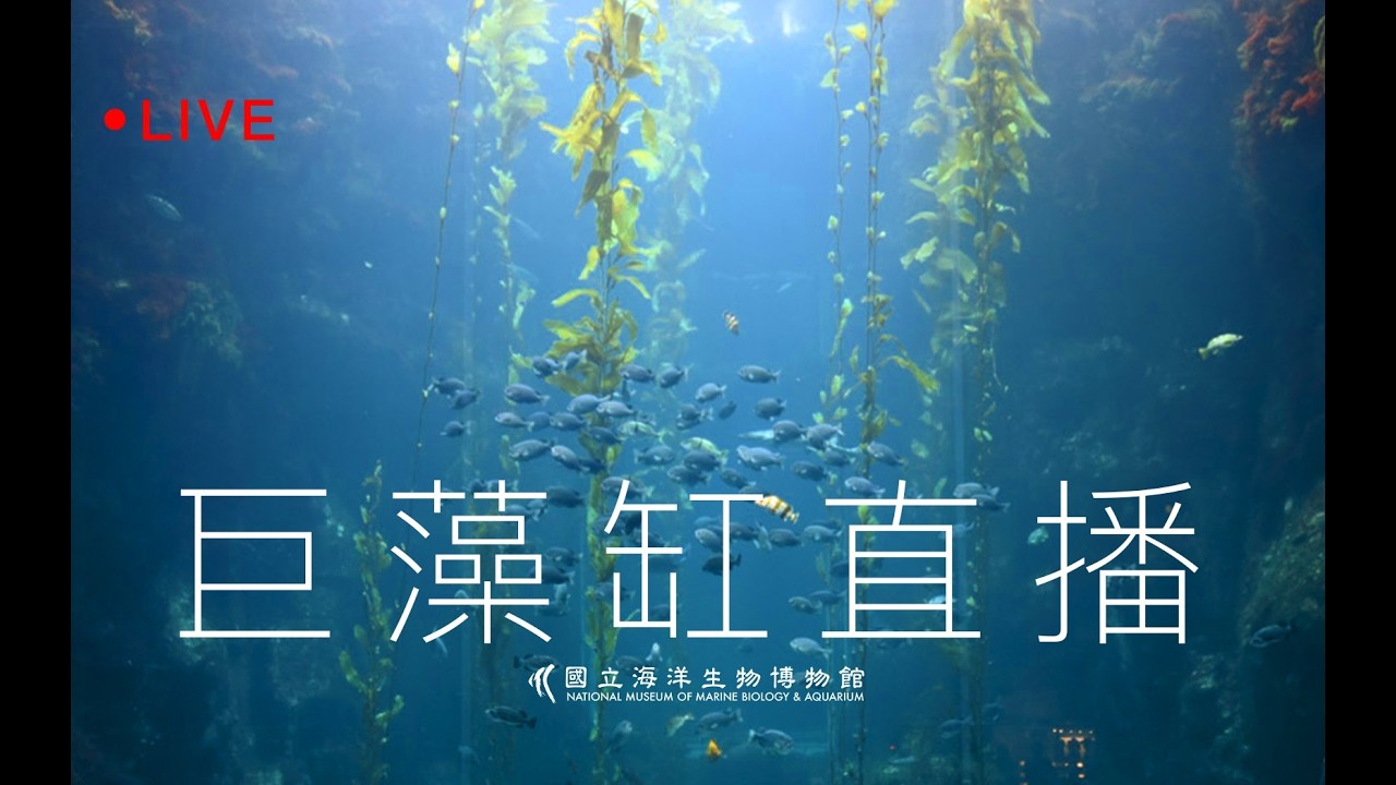 🔴 Live【2026 海生館巨藻缸直播】NMMBA Kelp Forest Tank Live Cam | 台湾・ジャイアントケルプ水槽ライブ配信 縮圖
