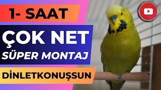 Süper Montaj dinlet konuşsun 1 SAAT | Konuşan muhabbet kuşu fıstık | Muhabbet kuşu sesi