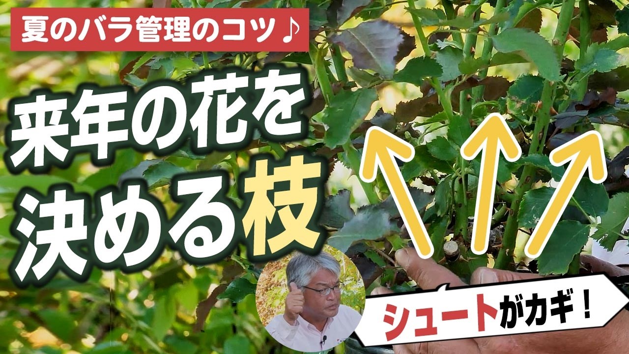 Helpful information for purchasing large rose seedlings