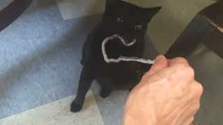 Cleo Cat one years old crying and playing with lame pipe cleaner toy June 3 2019