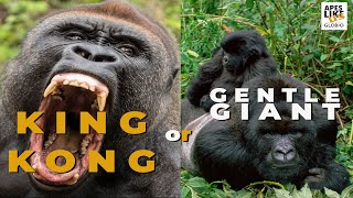 GORILLA I キングコング King Kong or Gentle Giant — World Gorilla Day 2021 - YouTube