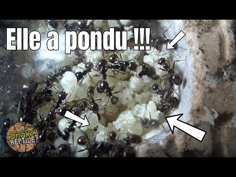 snake reptiles pictures Ma REINE a pondu D' ÉNORMES grappes d'oeufs !!! Un truc de malade !