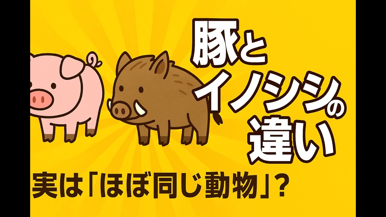 豚とイノシシの違い|見た目も性格も違うけど、実は“ほぼ同じ動物”? - YouTube