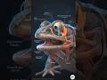 Why Frogs Don’t Chew Their Food !?