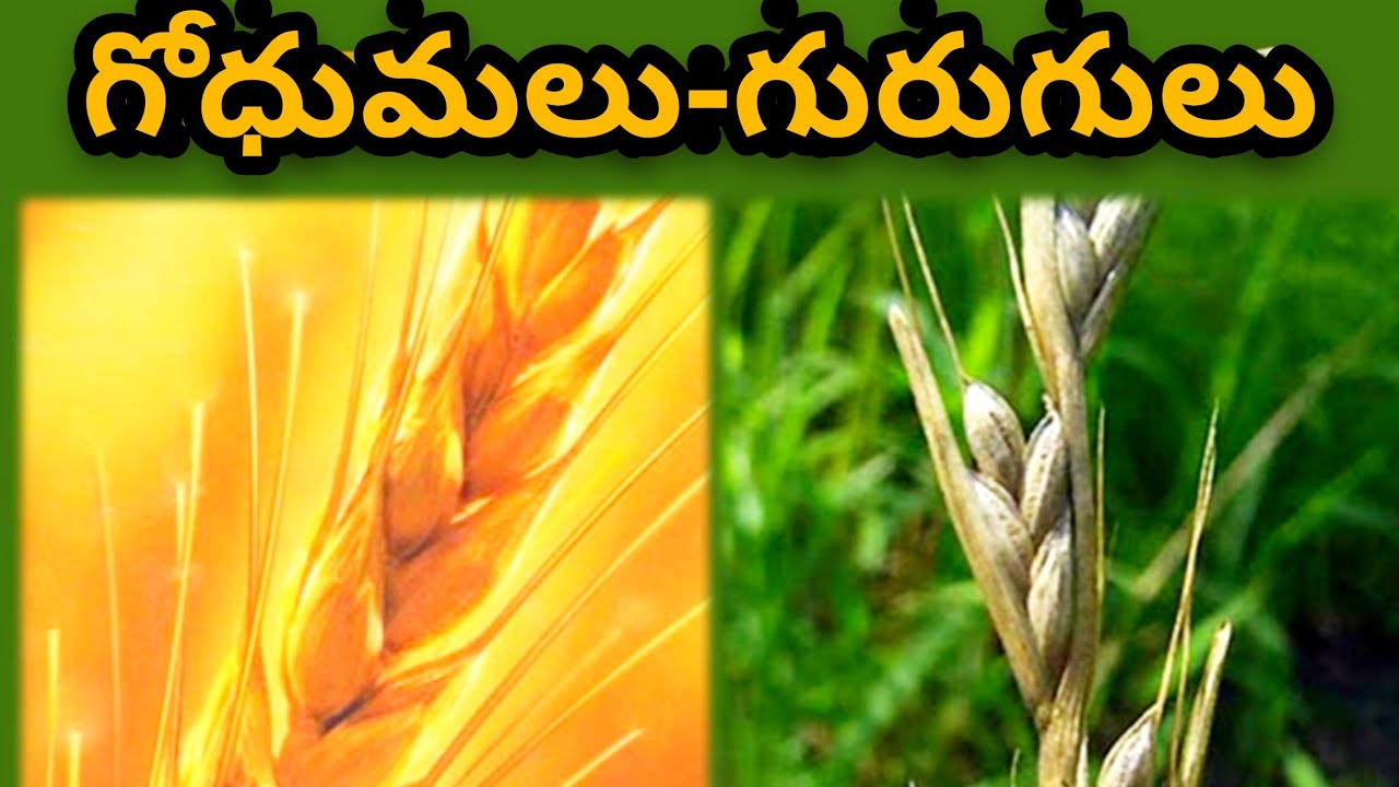 Telugu Bible Story Parable Of Tares YouTube