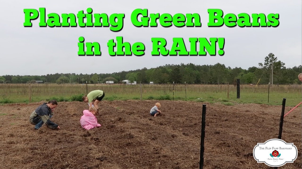 Planting Green Beans in the RAIN! (Zone 8b) YouTube