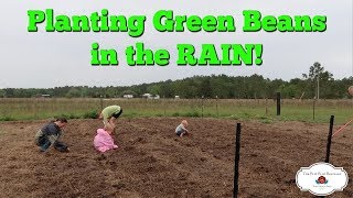 Planting Green Beans in the RAIN! (Zone 8b)