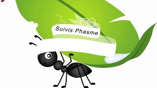 Suivis Phasme Extatosoma Tiaratum - Omg Pas De Fourmis Mais Des Phasmes