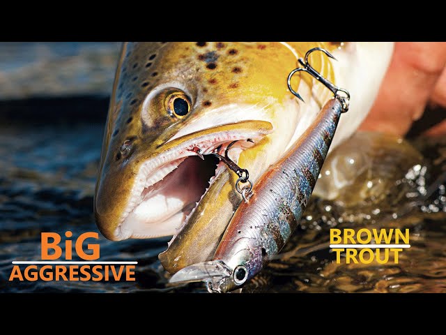 How to CATCH BIG Brown Trout on Jerkbaits 