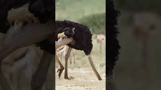 أكبر طائر فى العالم !!                                                     #shorts #ostrich