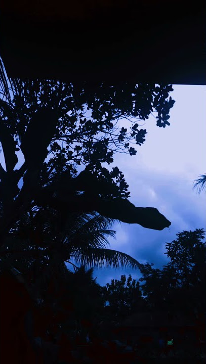 STORY WA 18 DETIK || NONTON VOLI || NATURE CINEMATIC VIDEO