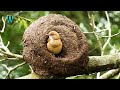 The rufous hornero nesting  engineer bird nesting