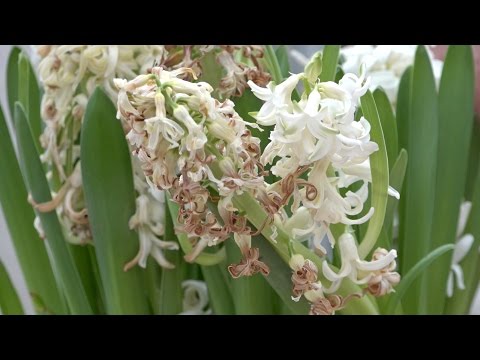 Video: Hyacintbollen bewaren - Leer hoe u hyacintbollen kunt genezen