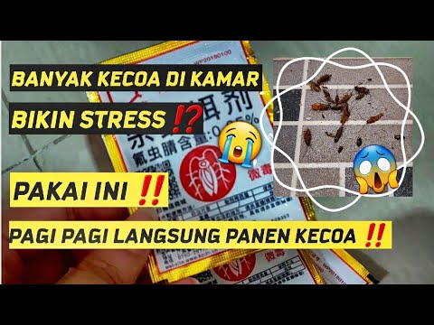 Video: Obat kecoa terbaik yang teruji waktu