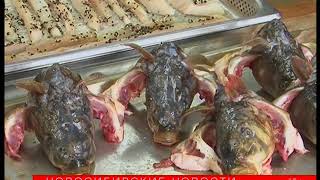 Судак под тайским маринадом заменит суши в ресторанах Новосибирска Судак под тайским маринадом заменит суши в ресторанах Новосибирска