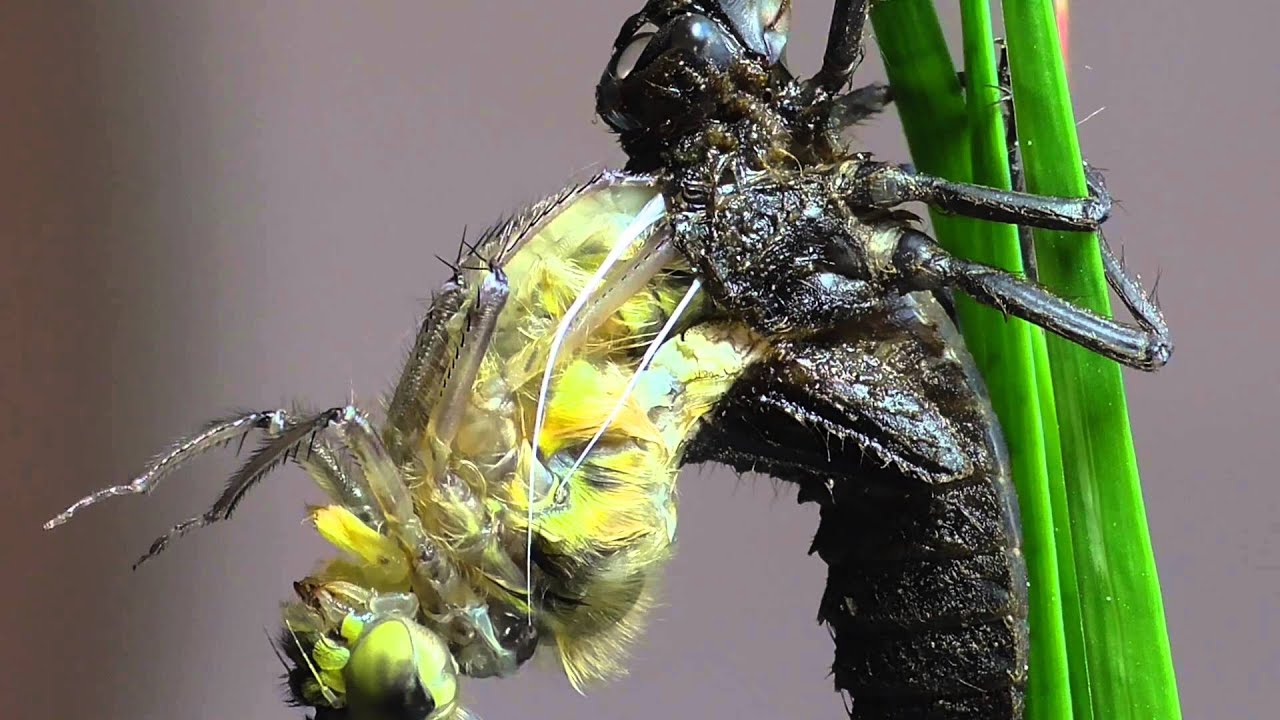 Libelle schlüpft. Vierfleck (Libellula quadrimaculata)