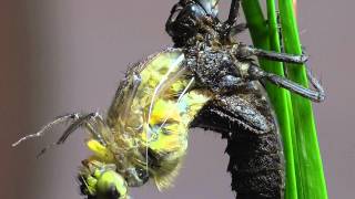 Libelle Schlüpft. Vierfleck Libellula Quadrimaculata