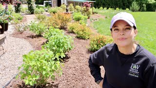 Planting an Incrediball Hydrangea Hedge (Take 2) | Gardening with Creekside