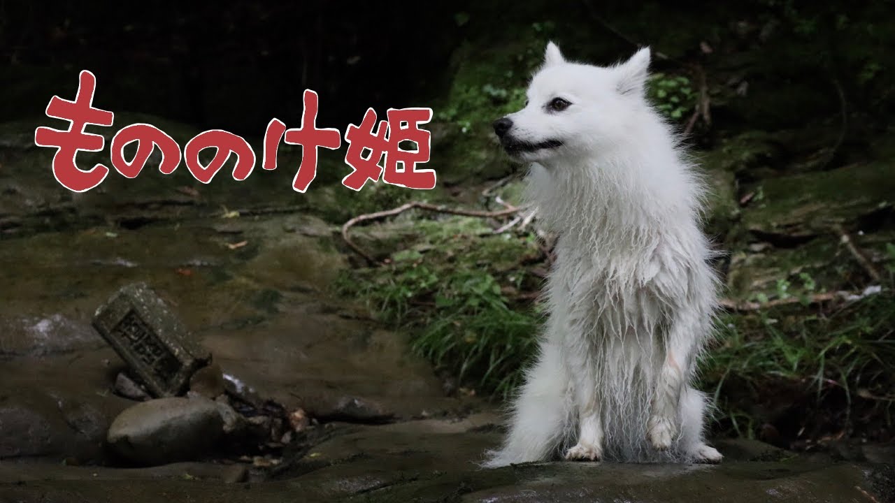 もののけ姫 愛犬を初めての川遊びに連れて行ったらモロの君になりました Princess Mononoke Youtube