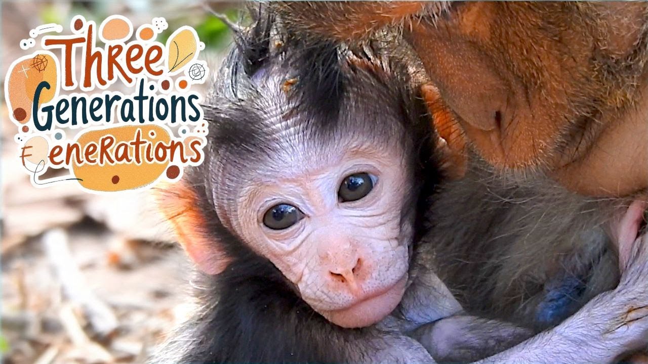 Newborn Monkey Baby Jagger Meets Grandma Jade | Family Bonding Moments