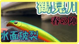 [鶴見川シーバス]春のデイゲーム！シーバスが水面に強烈なバイト　　　[ストリームデーモン]