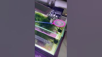 Mình Đã Đạt Dc Danh Hiệu Người Ấp Trứng Tép Cảnh #sansanstory #shorts #thuysinh