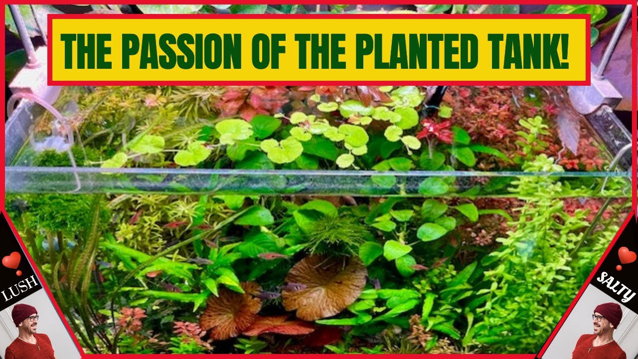 Eye Popping Mega-Planted Aquarium! - YouTube