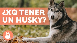 VENTAJAS de tener un HUSKY SIBERIANO  (Top 5 RAZONES)