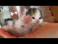 子猫を家族に見せたら弟が大興奮してしまいました【保護猫7日目】