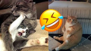 Funny Cat and Dogs🐱🐶- Cutest Cats and Dogs Video - Funny Animals 2024-New Funny Videos 2024😍Part 130