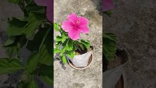 A hibiscus in full bloom is nature's way of sharing joy and beauty.