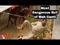 MOST DANGEROUS BULL OF 2025 | WAH CANTT