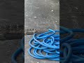 ミズオオトカゲの散歩　しばらく見かけないと思ってたら、大きく成長してました。　元気で何より。^_^