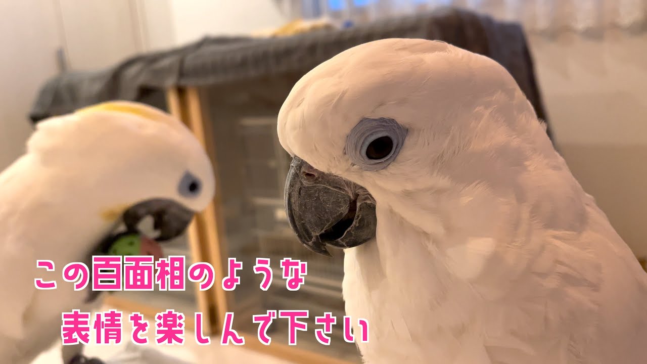 怒ったり悲しんだりコロコロ表情が変わるオウム達はこちらです♪✨ White cockatoos with facial expressions ✨