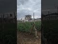 TOMATO PRODUCTION Tomatoproduction Agriculture Tomata Fyp TOMATO PRODUCTION Tomatoproduction Agriculture Tomata Fyp
